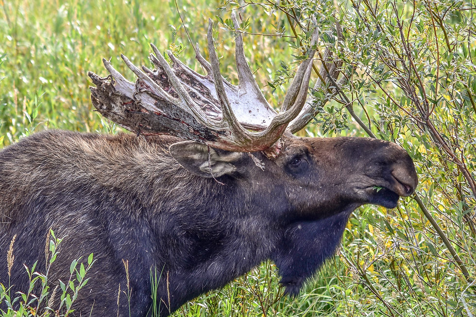 Moose