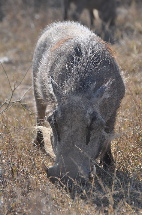 Warzenschwein