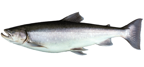Arctic Char