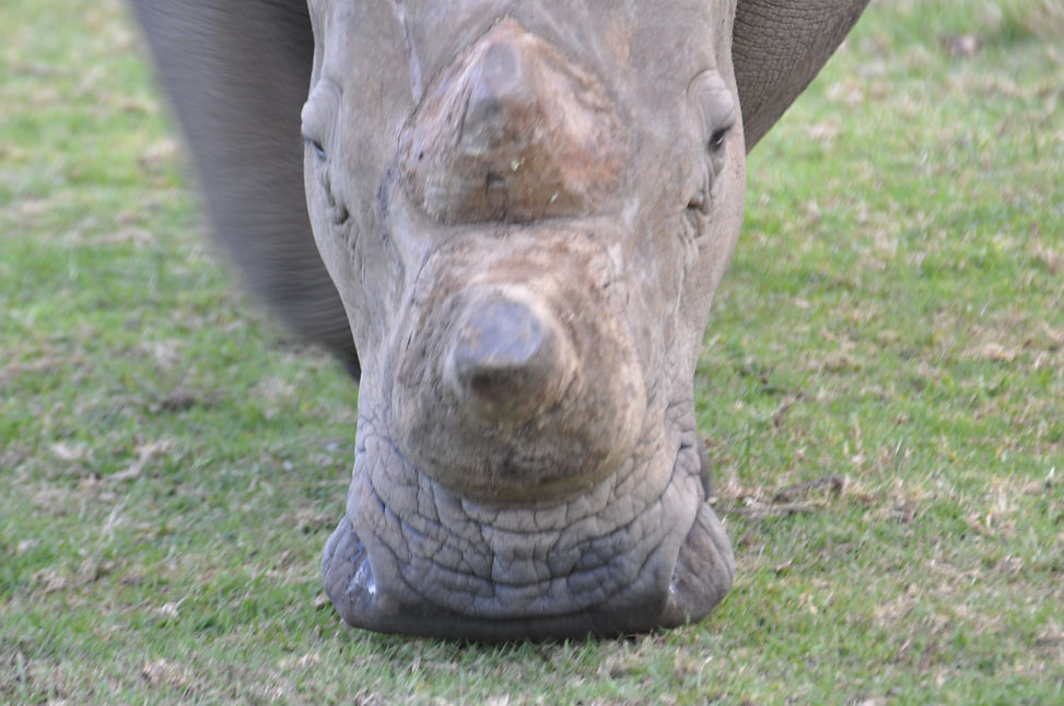 Breitmaulnashorn