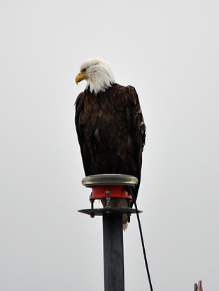 Bald Eagle - Weißkopfseeadler