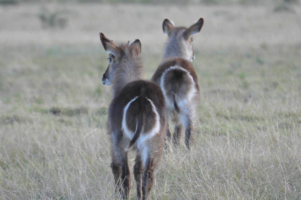 Waterbucks