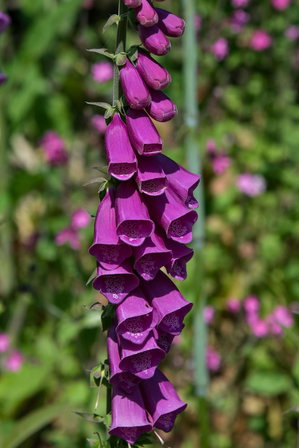 Lost Gardens of Heligan