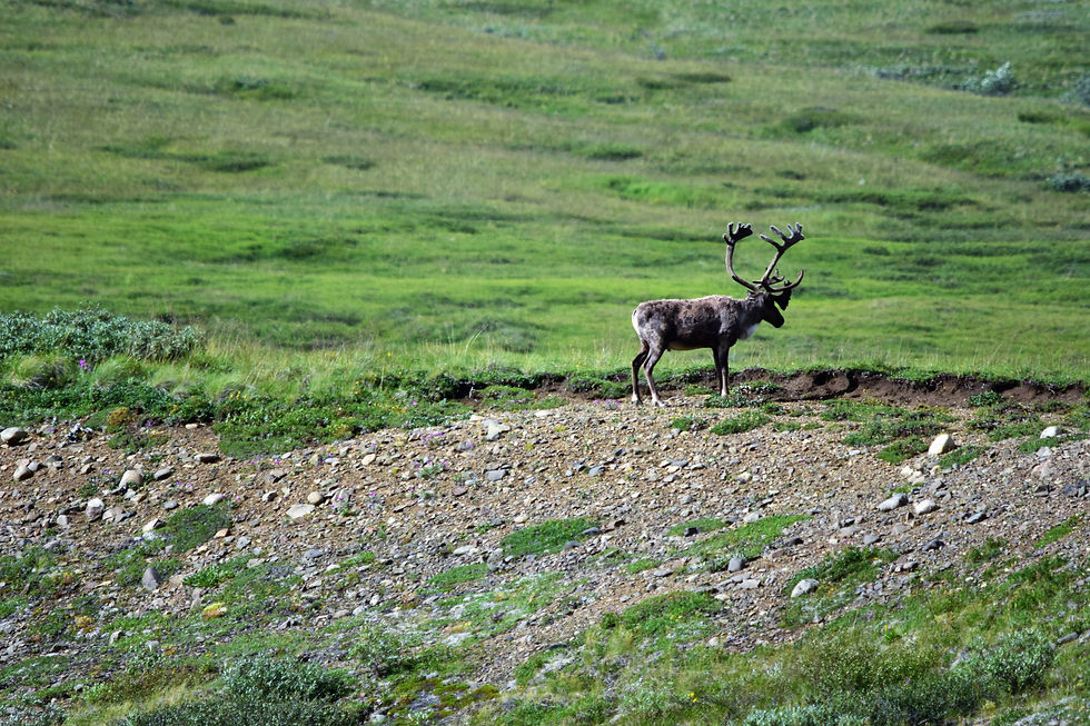 Karibu Denali National Park