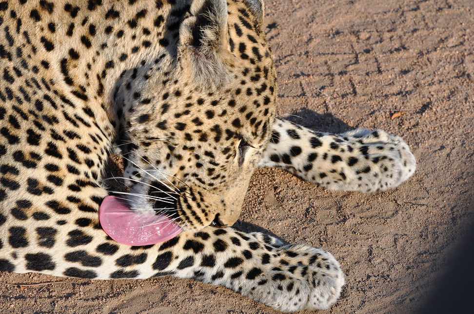 Leopard in Sabi Sands