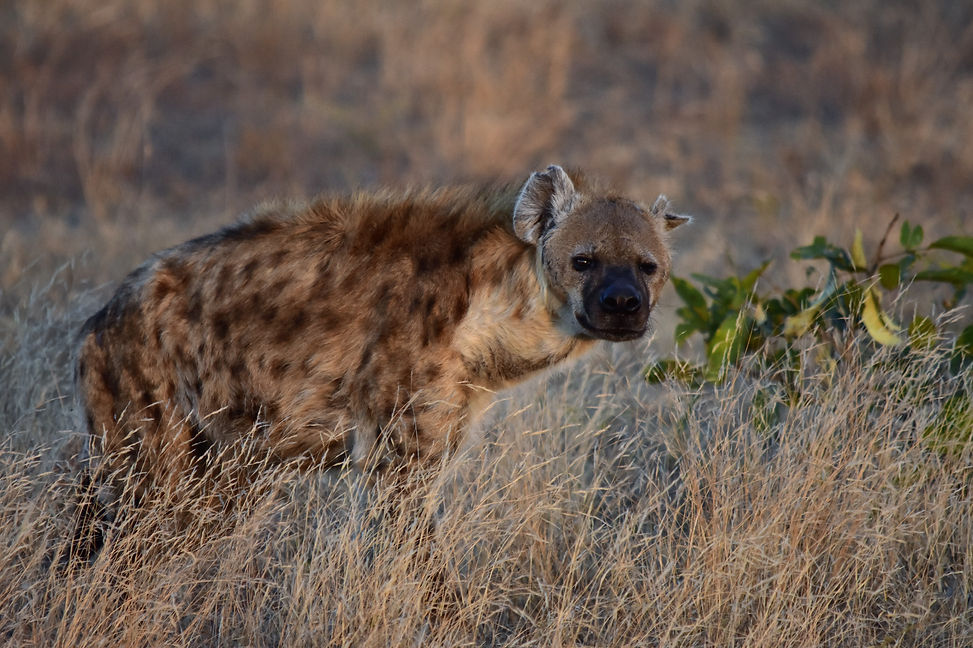 Meine "Lieblingshyäne"