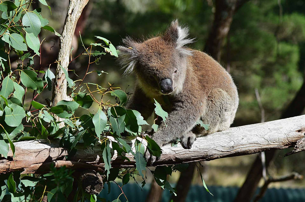 Koala Conservation Centre
