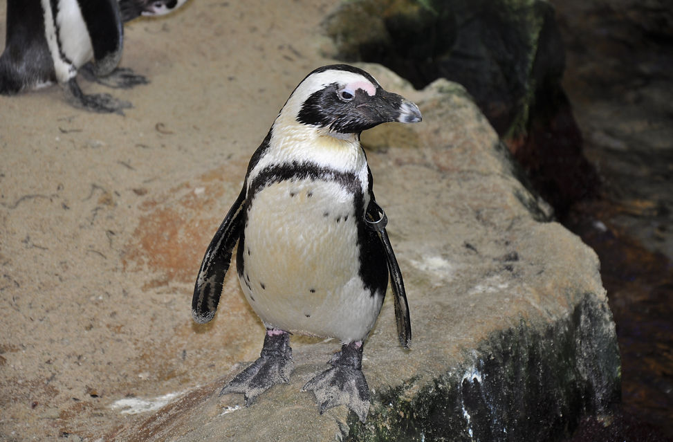 Brillenpinguin