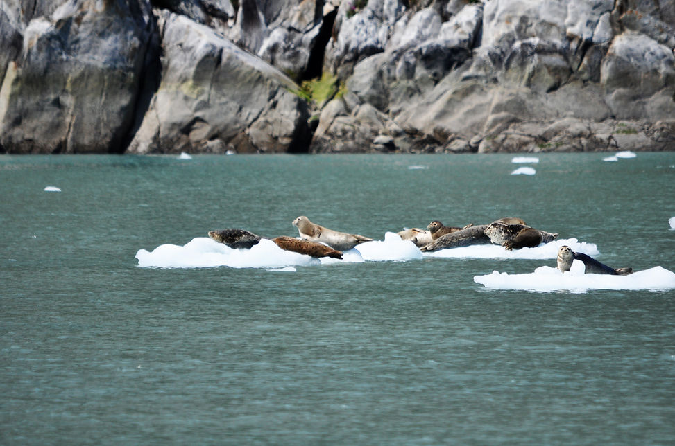 Harbor Seal - Seehund