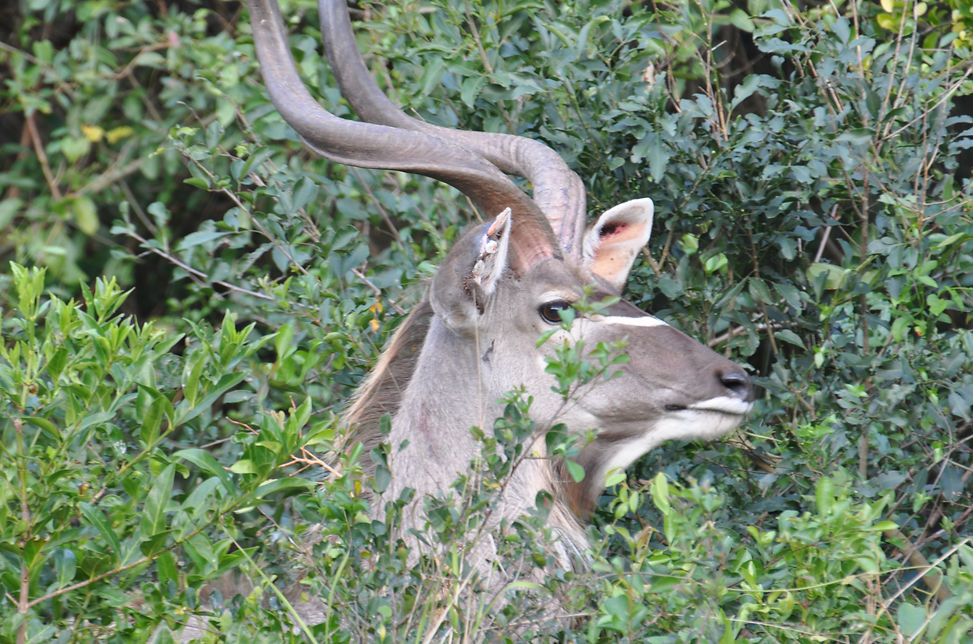 iSimangaliso