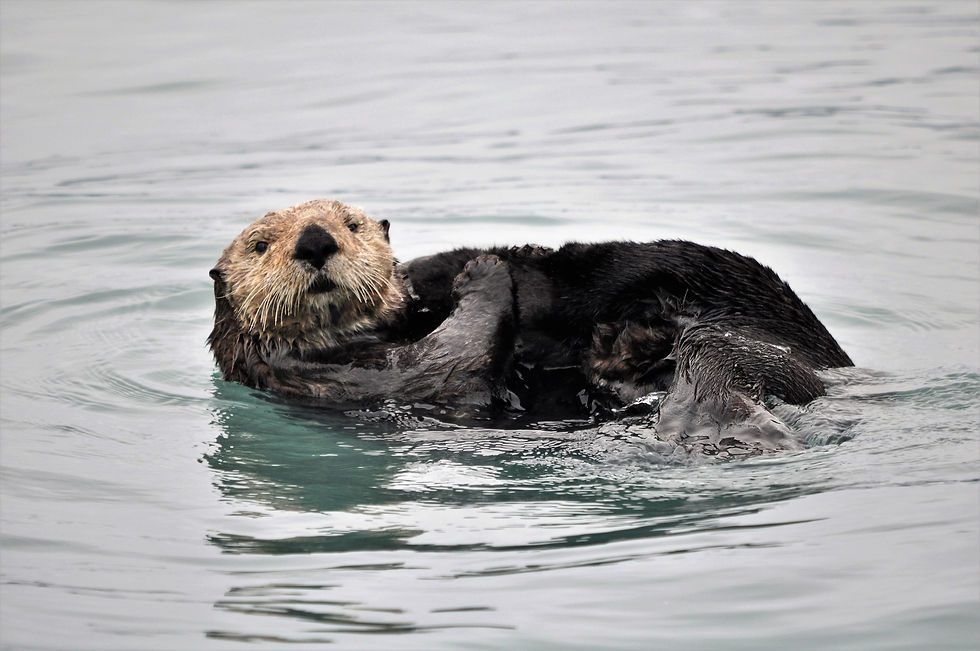 Sea Otter