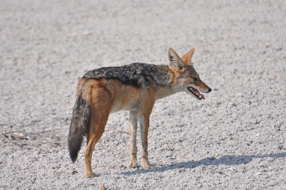 Schwarzrückenschakal