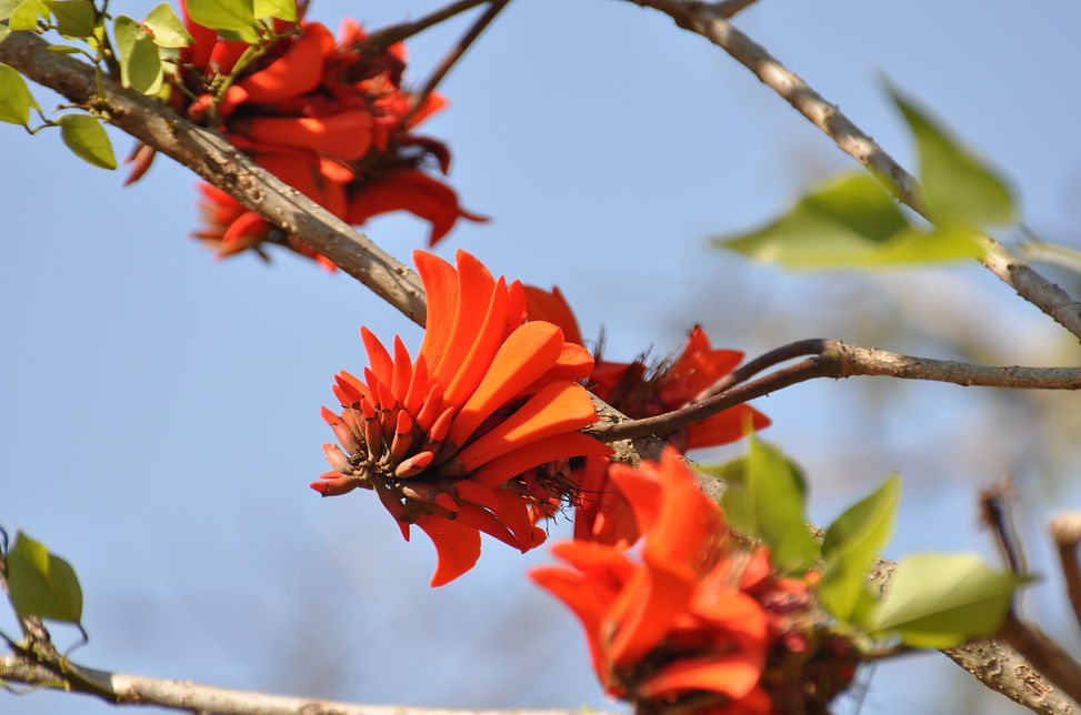 iSimangaliso