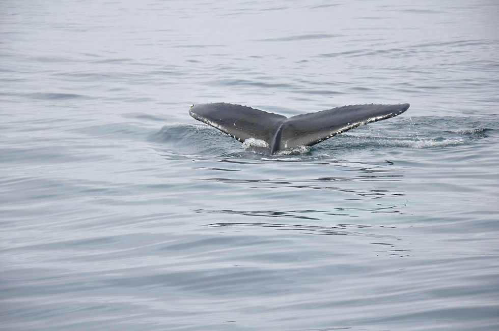 Humpback