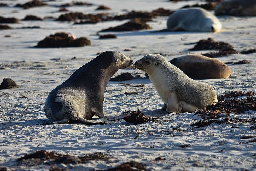 Australian Sea Lion