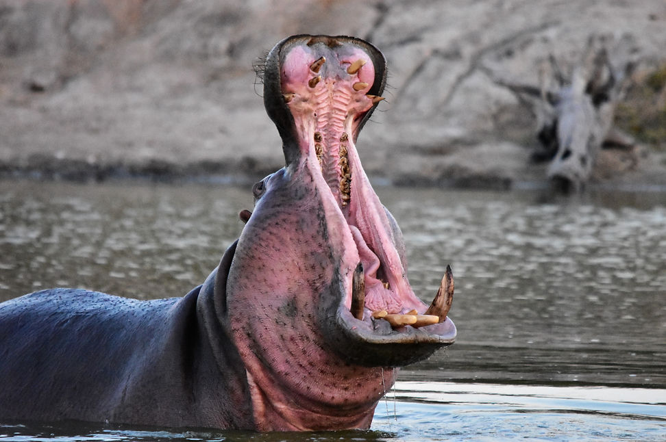 Hippo