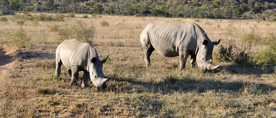 Rhinos in Welgevonden