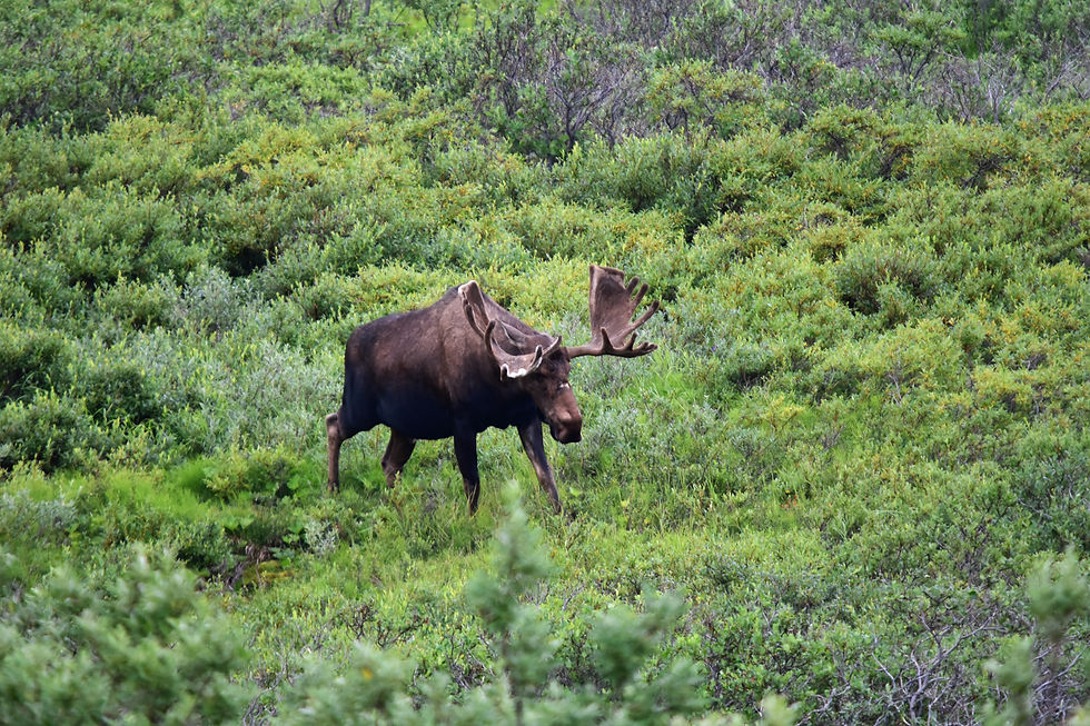 Elch Denali National Park