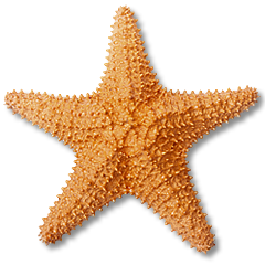 Seestern
