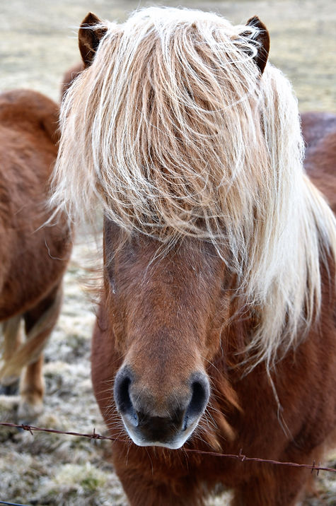 Bad Hair Day!