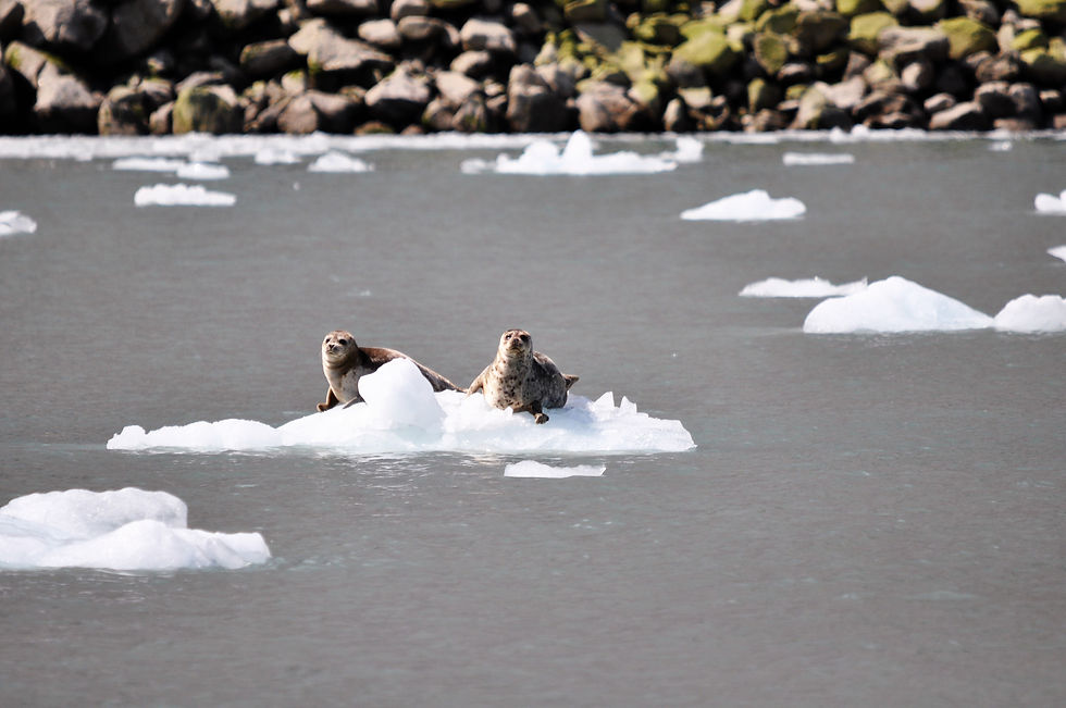 Harbor Seals