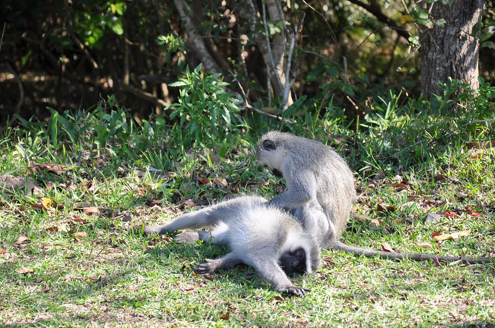 iSimangaliso