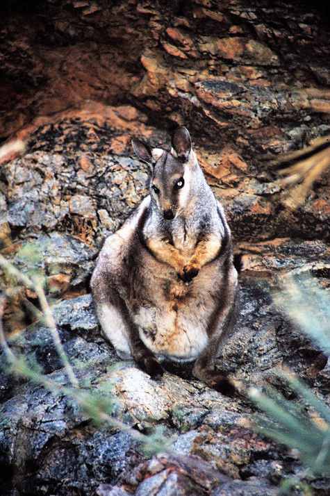 Rock Wallaby mit Joey