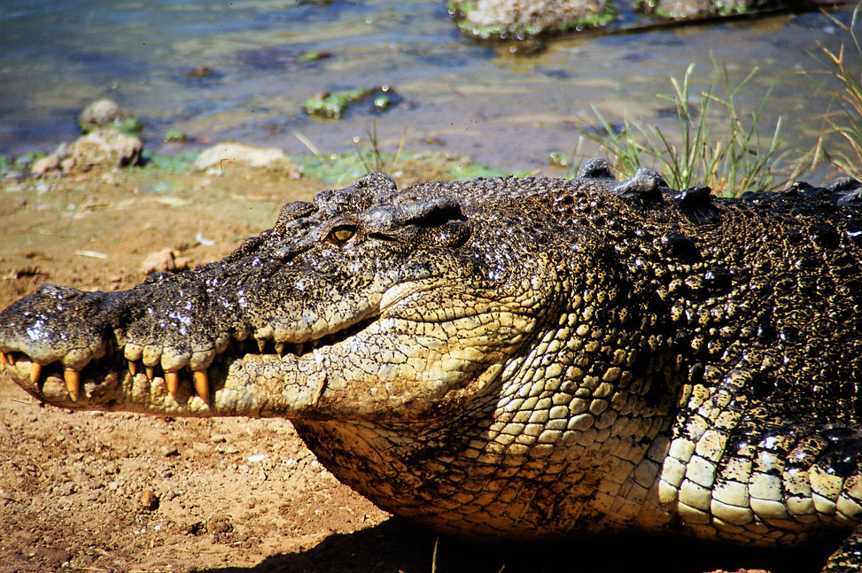 Darwin Crocodile Farm