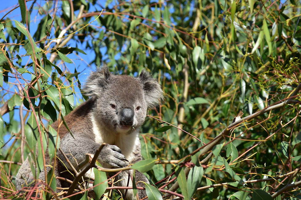 Koala