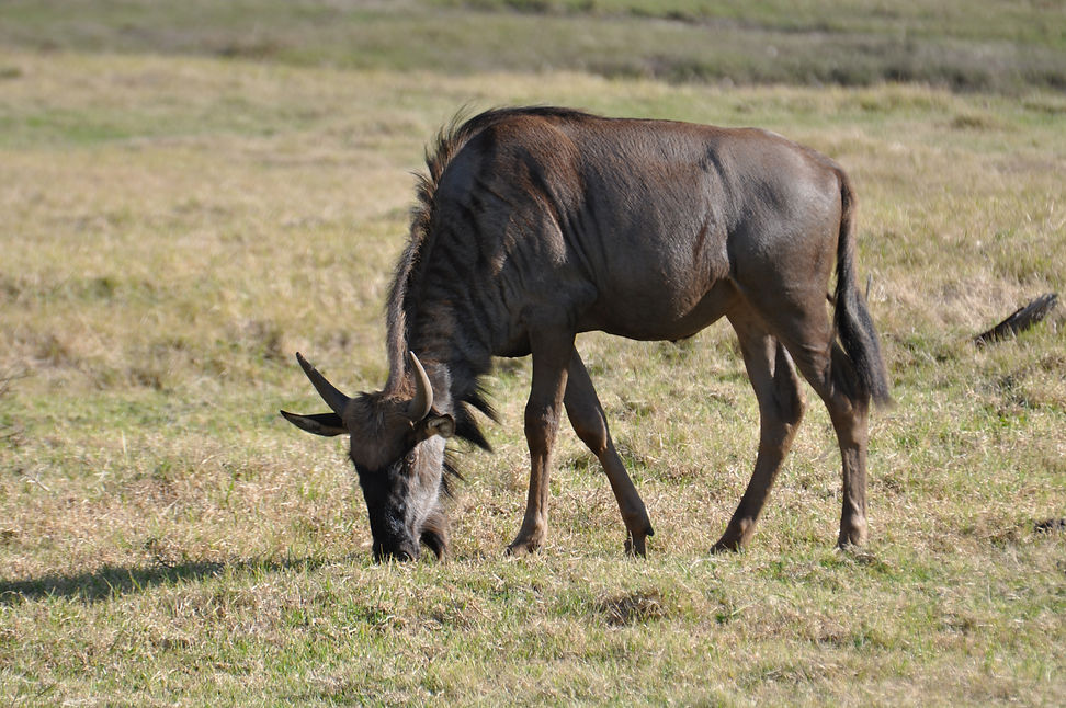 Gnu