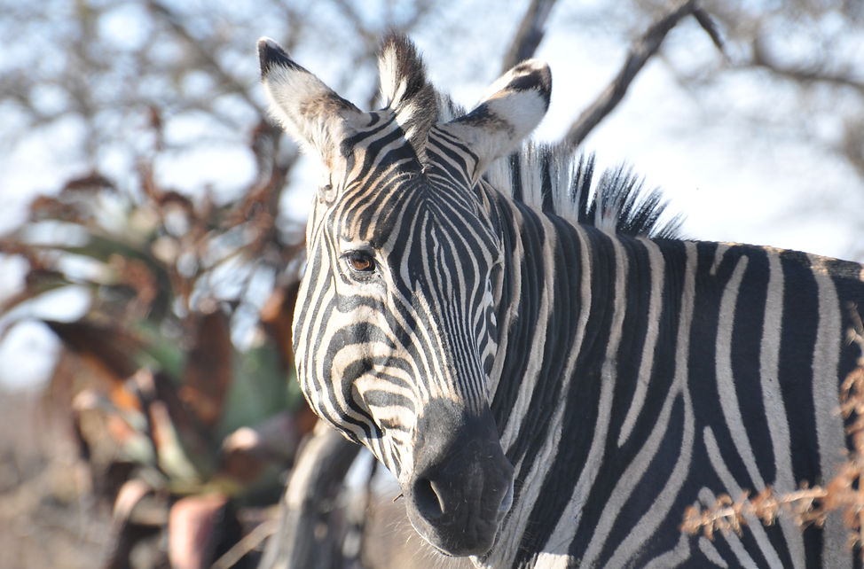 Steppenzebra