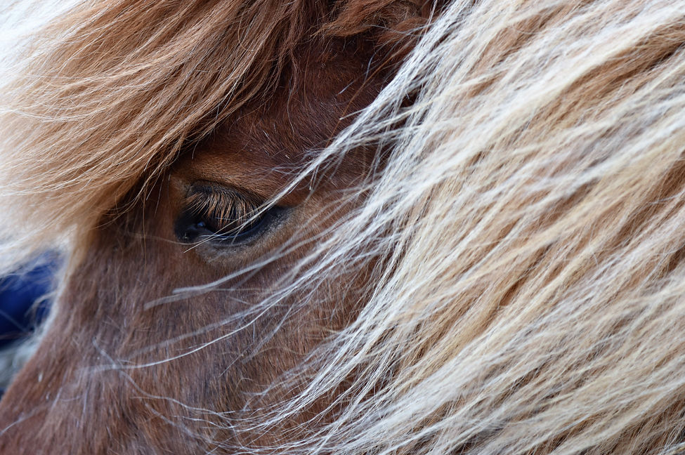 Don't call me Pony!