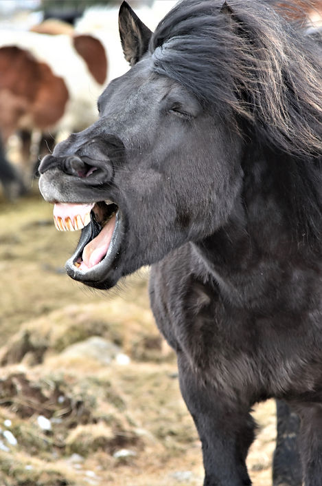 Island-Pferd