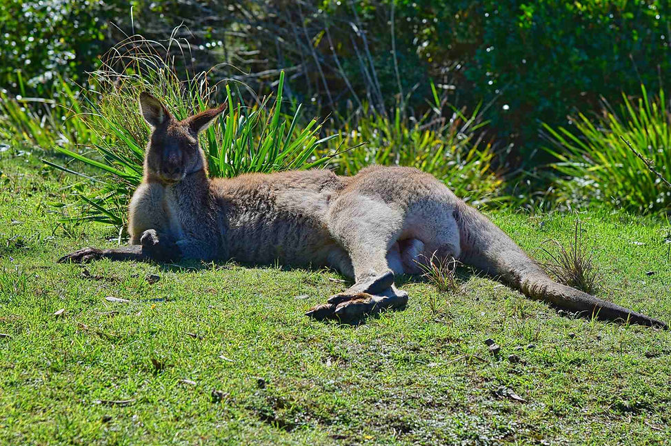 Western Grey Kangaroo