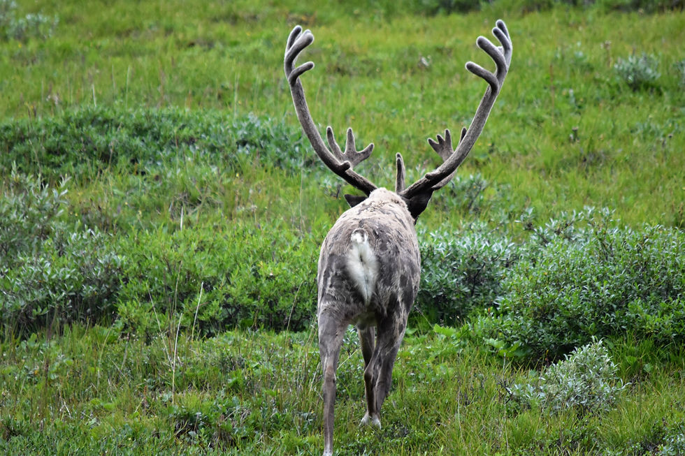 Karibu Denali National Park