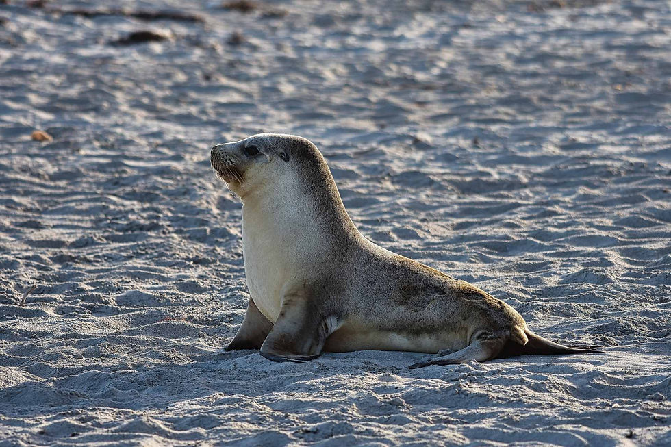 Australian Sea Lion