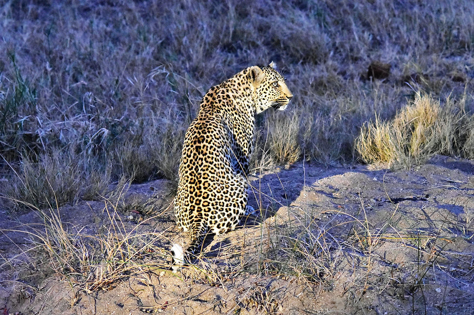 Leopardin in Sabi Sands