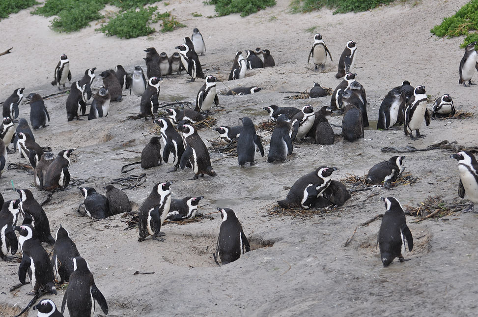 Boulders Beach