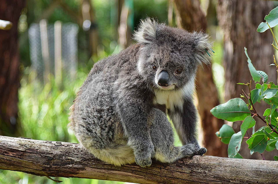 Koala