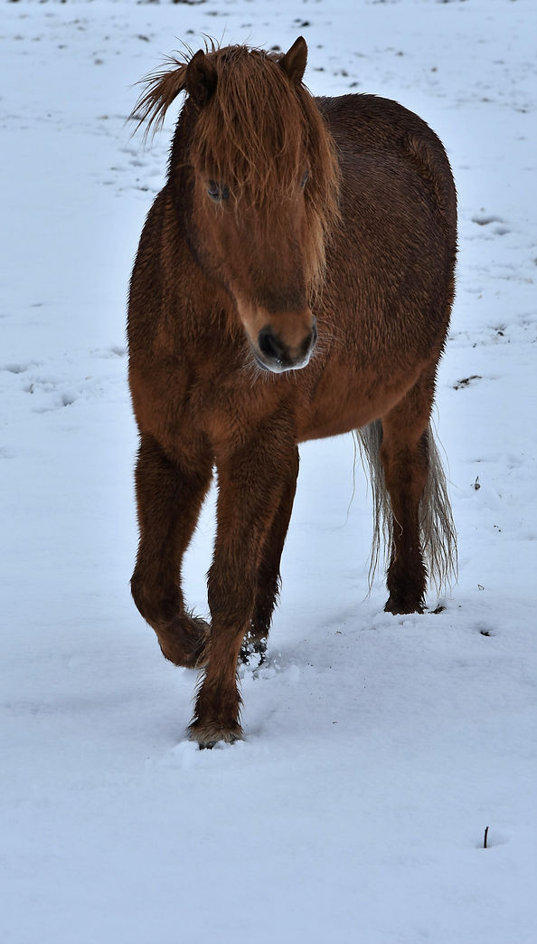 Island-Pferd
