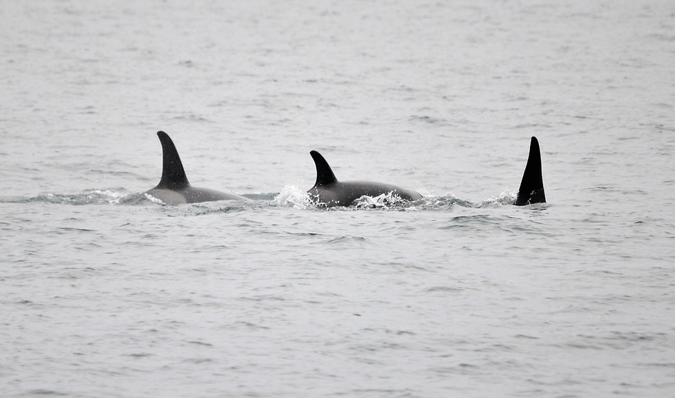 Orcas