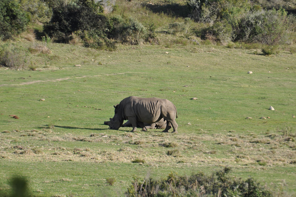Breitmaulnashorn