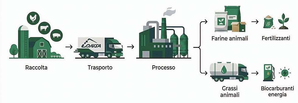 Schema del processo di trasformazione, dalla raccolta ai prodotti finiti