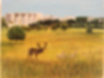 Richmond Park
