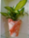 "Pink Pot"