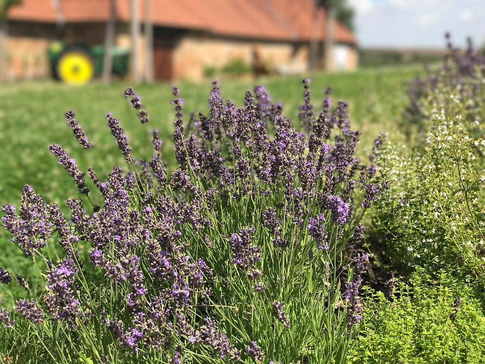 チェコでの素晴らしい一日:ハーブガーデンSONNENTOR 【ゾネントア】
