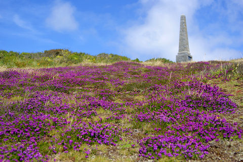 Monument and heather.JPG