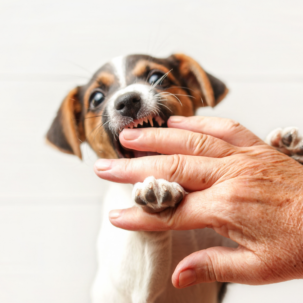 Puppy Biting How to stop puppy biting