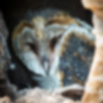 Barn owl