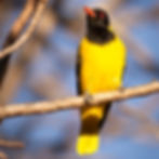 Black-headed Oriole